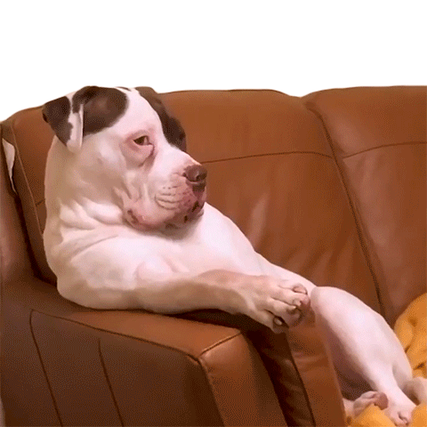 judging-you-the-pet-collective.gif